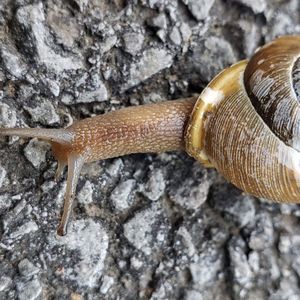 Meet your Posher, Sheila